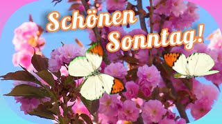 Guten Morgen🤗☀️ Schönen Sonntag🌹💝 Viele Liebe Grüße zu einem wunderschönen und erholsamen Sonntag💞💌 [upl. by Adaval]