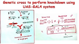 Genetic cross to perform knockdown using UASGAL4 system [upl. by Brazee]