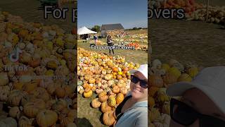 HUGE COLLECTION OF PUMPKINS AT LAURAS FARM STAND ontario ontariofall ontariofarm [upl. by Hannover937]