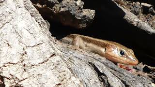 Five Lined Skink plays hide and seek SW Virginia 10 April 2022 [upl. by Tehr]