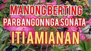 MANONG BERTING  ILOCANO BALSE ITI BIG BIGAT [upl. by Zerep]