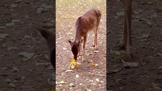 Der mal etwas andere Mittagstisch  im Gemeindepark Lankwitz [upl. by Robson]