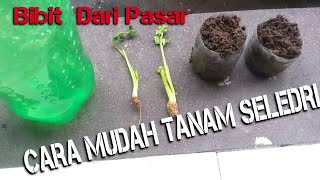 CARA Menanam Seledri Bibit Beli di Pasar Dengan Mudah [upl. by Enelyahs607]