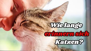 Wie lange erinnern sich Katzen an ihre Besitzer 😸 Das Gedächtnis von Katzen erklärt 😲 [upl. by Murage512]