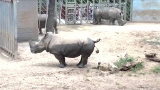 Zoo sees rhino pooping [upl. by Faythe135]