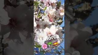 Mandelblüte Mallorca 🌸 [upl. by Yunfei561]