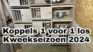 Duiven 1 voor 1 los  koppels vormen  Kweekseizoen 2024  Postduiven [upl. by Mullane]