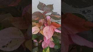 Copper leaf plant  Acalypha wilkesiana plant  red croton plant  decorative plants [upl. by Erreipnaej]