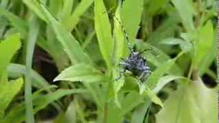 Anoplophora Longhorn Beetle Takeoff ゴマダラカミキリ♀飛び立ち [upl. by Yodlem]