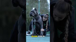 CANE CORSO  All You Need To Know 😱 [upl. by Elvina]