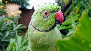 Parrot Developing New Feathers [upl. by Alimac897]