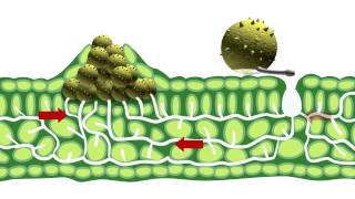 Disease epidemiology and fungicide use [upl. by Atiran941]