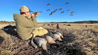 GOOSE HUNTING PinkFooted Geese in the Heart of SCOTLAND [upl. by Eilama79]