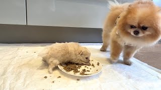 3 week update  My Pomeranian had a puppy [upl. by Naus]