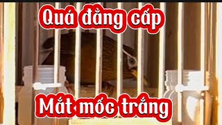 711 ba Hoạ mi trống hót cực đỉnh và e mái xuỳ ĐẲNG CẤP [upl. by Eirallih]