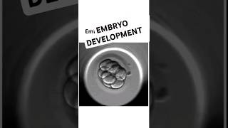 Embryo development shorts mbbs femalereproductivesystem pregnancy [upl. by Rawde711]