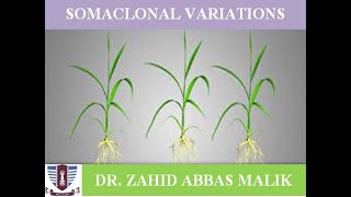 Somaclonal variation in Plants Without invitro SelectionInvitro Selection Urdu Hindi English [upl. by Beeck724]