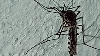 Malaria Mosquito Explained The Tiny Killer Behind Millions of Deathsquot [upl. by Rendrag]