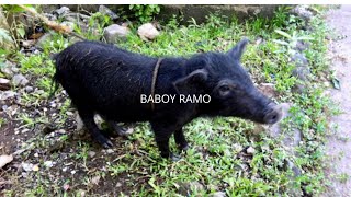 BABOY RAMO [upl. by Nevek]