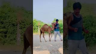 Todiya bhi papa ji ke sath khel rha hai😂🐪❤️shorts marwadi rajasthani [upl. by Annola]