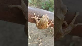 Indian white tree frog Indianeyed tree frog Indian treefrog🐸मेंढक बेंडुक Maharashtra white frogs [upl. by Jabez530]