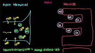 Neuromuscular Junction Motor EndPlate [upl. by Nananne]