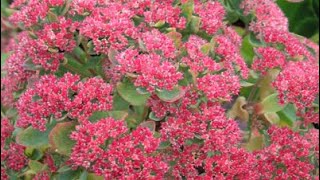 How to Propagate Sedums How to Take Cuttings of Sedums Plant Propagation [upl. by Houghton]