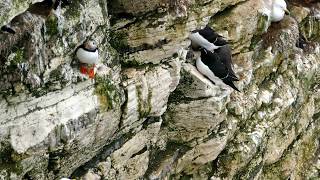 Bempton Cliffs  Papageientaucher P1750705 [upl. by Forward572]