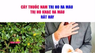 Thuốc Nam Trị Ho Ra Máu  Cây Thuốc Nam Cây Rau Sam Trị Ho Ra Huyết [upl. by Rengia]