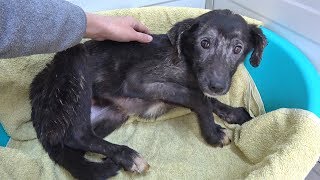 Rescued Puppy Terrified Every Time Shes Touched  Until She Discovers Belly Rubs [upl. by Iad920]