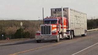 Cattle trucks in the Hamlin Valley Texas [upl. by Aiym]