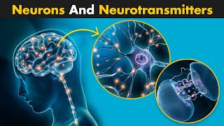 Neurons And Neurotransmitters  A Complete Guide [upl. by Valdas]