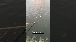 Este HOMEM tem a TÉCNICA para PESCAR MUITOS PEIXES 😱🎣 [upl. by Sire]