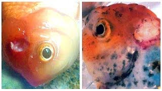 Medication  Cure for Goldfish HOLE IN THE HEAD Disease [upl. by Abbie]