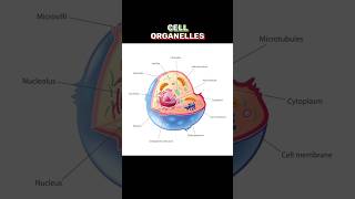 CELL ORGANELLES cellorganelles  WHAT IS CELL ORGANELLES shortsviraltrending [upl. by Elokyn]