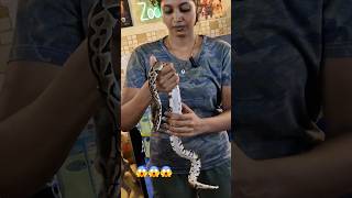 விளையாட்டுப் பிள்ளை பைத்தான்  python in Tamil [upl. by Enilorac]