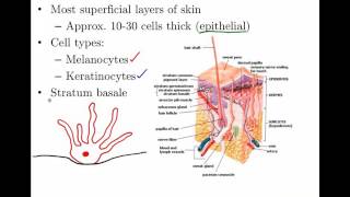 03 Integumentary System Skin Anatomy and Physiology [upl. by Kinata]