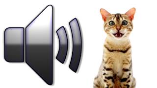 Cat Meowing  Sound Effect  Download [upl. by Oeflein]