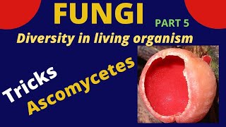 Class Ascomycetes  Tricks to learn examples  kingdom fungi  Class 9 11 BiologyNEET [upl. by Llertnor]