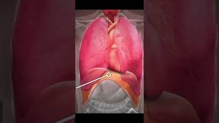 Anatomy of lungs in Urdu hindi anatomy lungs lungsexercise lungshealth [upl. by Yelrebmyk]