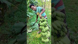 জঙ্গলের মধ্যে আমার দেশি কবরী কলার গাছ banana bananafarmer farmer agriculture farmlife [upl. by Chadbourne]