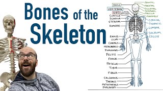 Bones of the Skeleton [upl. by Angadreme]