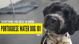 Everything You Need to Know About Portuguese Water Dogs Part 2 [upl. by Arodal]