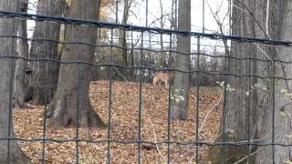 ZOO Lešná Zlín pes novoguinejský [upl. by Hailed]