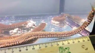 Monster Bobbit worm Eunice aphroditois discovered at Maidenhead Aquatics  Woking [upl. by Etnovad20]