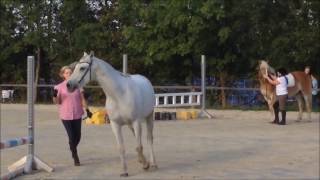 Araber Diyari Harmonie und Verbundenheit Horsemanship Schülerin von Birger Gieseke [upl. by Lledualc]