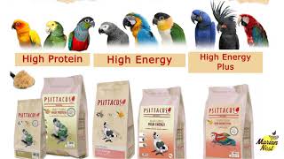 PSITTACUS HAND FEEDING FORMULA INDIA [upl. by Ocana]