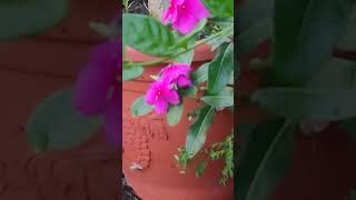 Immergrüner JasminFicus長春花茉莉花雀榕Immergrüne rosa und weiße Blüten長春粉紅白花VID20240904175709 [upl. by Nulubez]