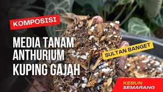 Eps 13 Media Tanam Anthurium Kuping Gajah  Anthurium jadi Sehat dan Subur [upl. by Ansilme159]