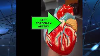 small heart model review for anatomy practical exam [upl. by Karlan]